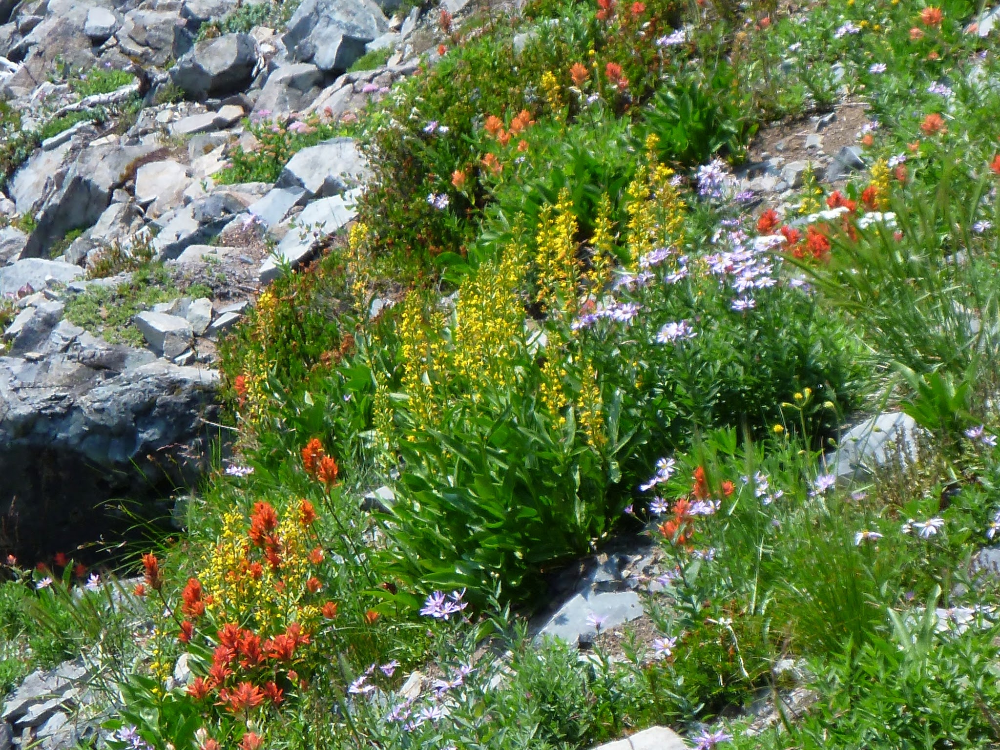 A variety of yellow and orange wildflowers among rocks on the Mt Fremont hike