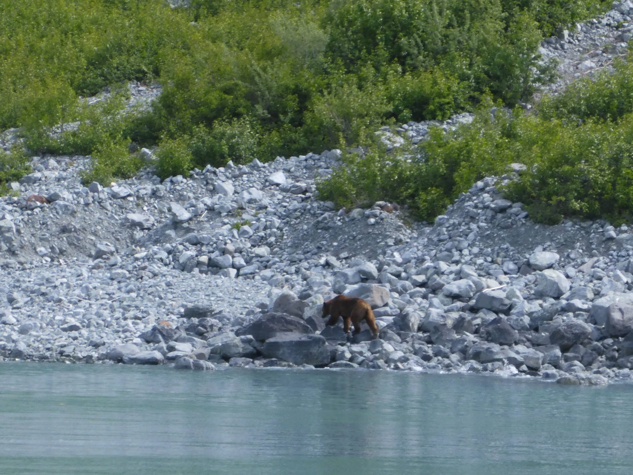 A brown bear walks the rocky shoreline next to the water of Glacier Bay. There are scrubby green shrubs above the bear and the gray rocks