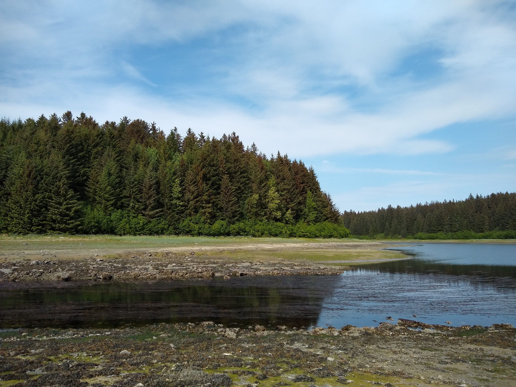 Green evergreen trees on the shore and a river flowing into the sea creating an estuary. The tide is low, there are mudflats and rocks exposed.