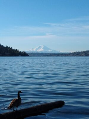 A Canada Goose sits on a log which floats on a lake. In the background are forested hills and a tall snowcapped mountain