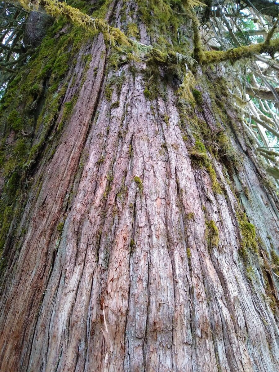 An ancient giant tree in Grove of the Patriarchs on a Mt Rainier summer day trip