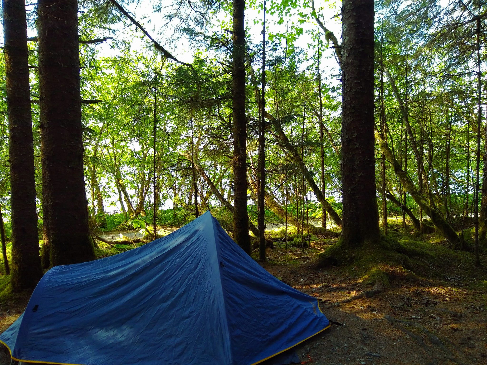 A small blue tent is pitched in a campsite to visit Glacier bay national park. There are green trees around, and the water is just visible between the trees