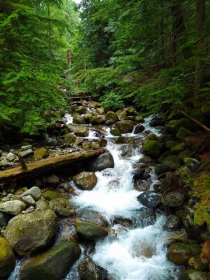 A creek tumbles over rocks in a dense green forest on the Asahel Curtis Nature Trail