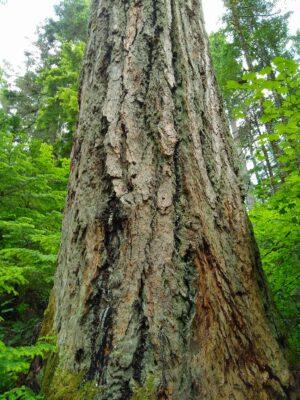 A large, wide old growth Douglas fir tree on the Asahel Curtis Nature trail. The tree is a close up, and it's top is far above the photo. It has rough, deep, brown and gray bark and is surrounded by smaller green undergrowth