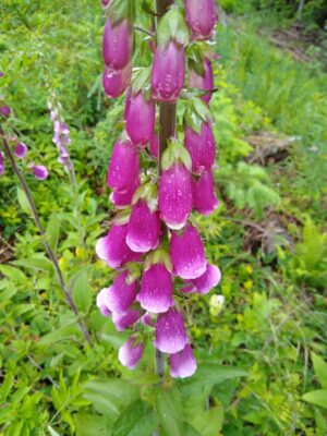 A tall, thin stalk of bright purple flowers. In the background there is green vegetation