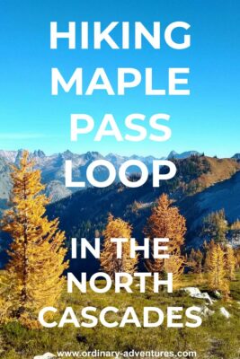 Golden larch trees are dispersed in a green meadow in the foreground on the maple pass loop. In the distance are high mountains against a blue sky. Text reads: Hiking Maple Pass Loop in the North Cascades