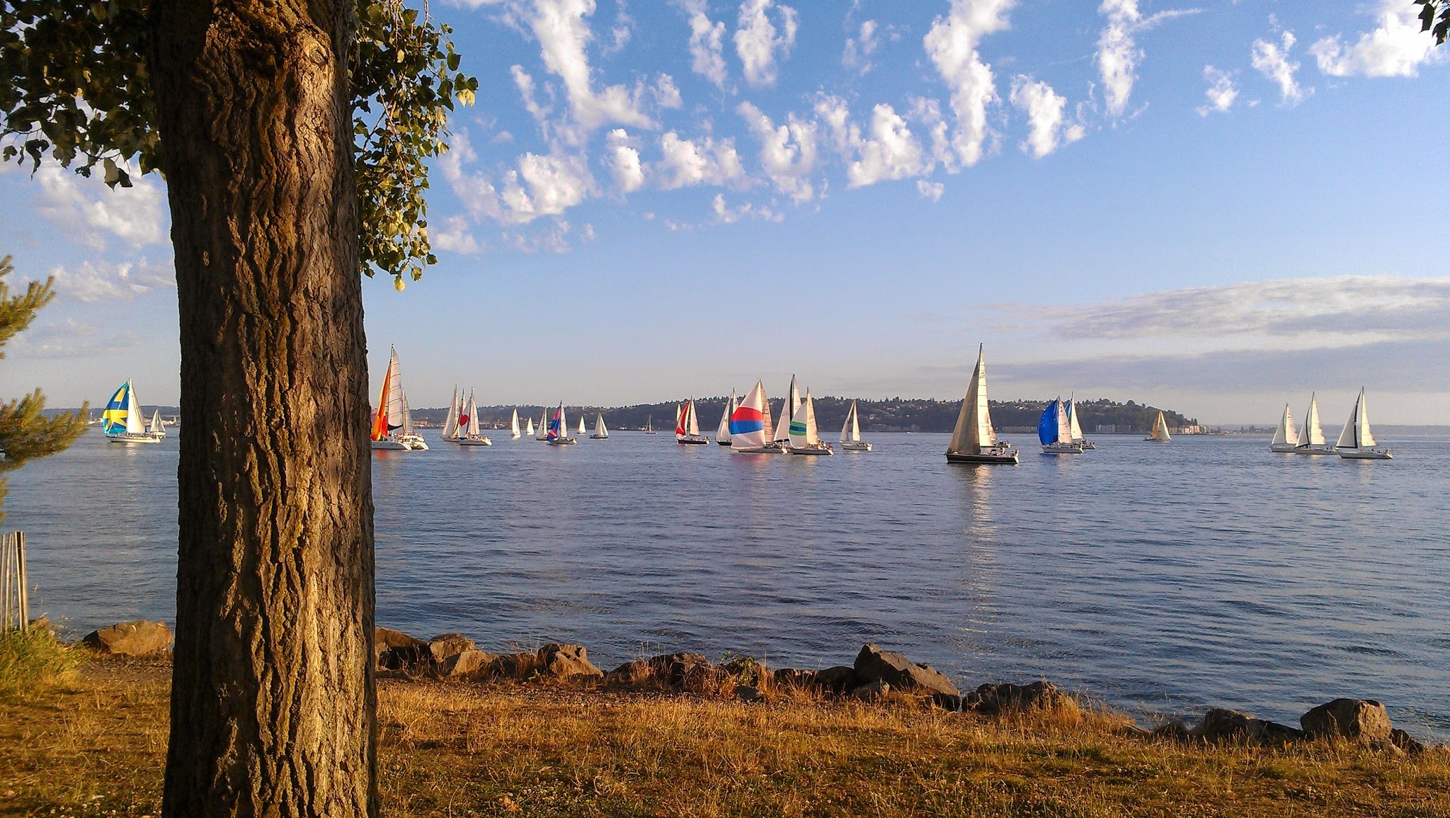 A tree in the grass in the foreground next to the shore of the water. There are lots of sailboats with many colored sails just off shore. There is a blue sky with small white clouds