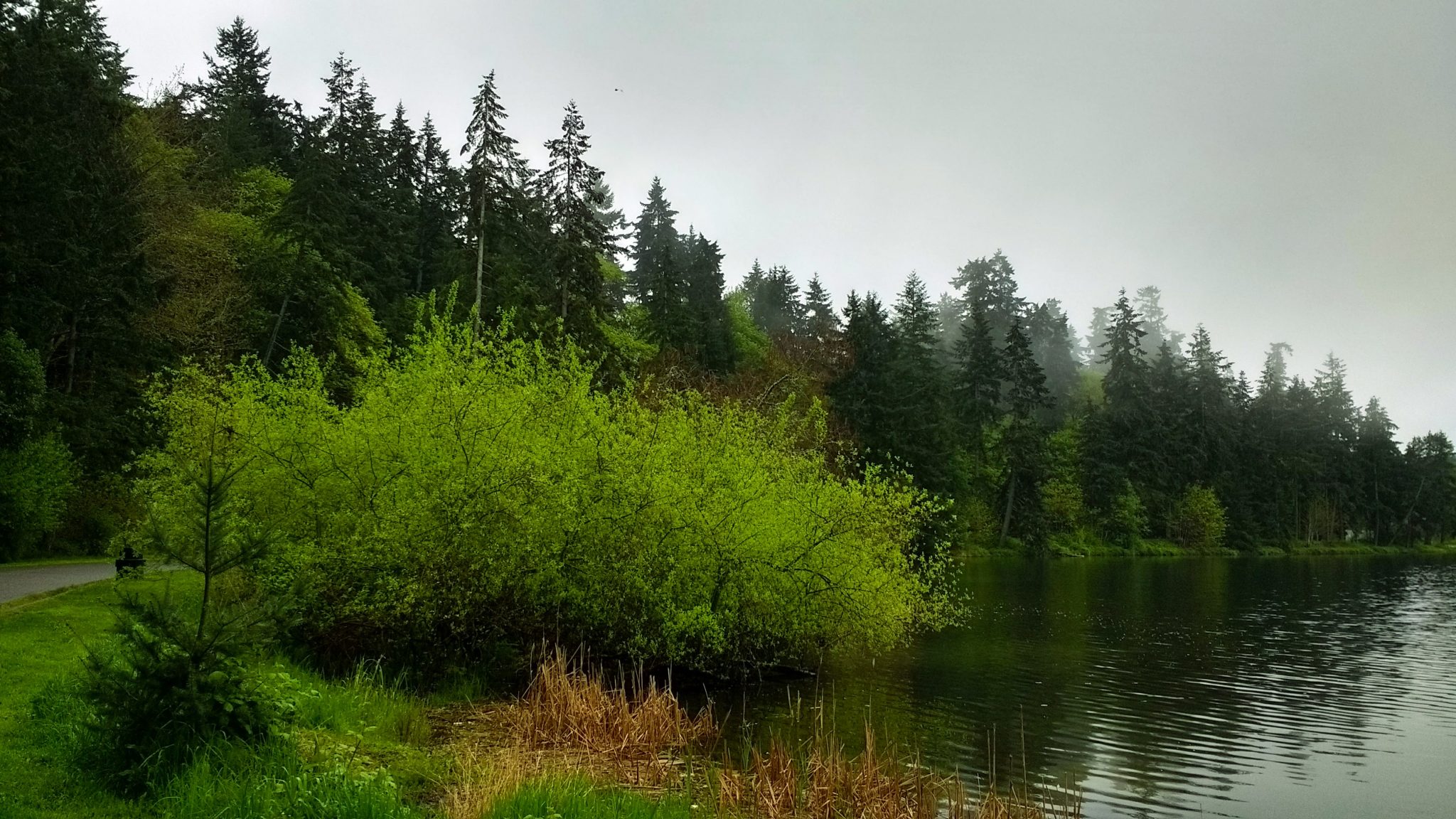 Walking and hiking are excellent outdoor activities in Seattle, including Seward Park. There are evergreen trees and green bushes along a path on a gray foggy day next to a lake