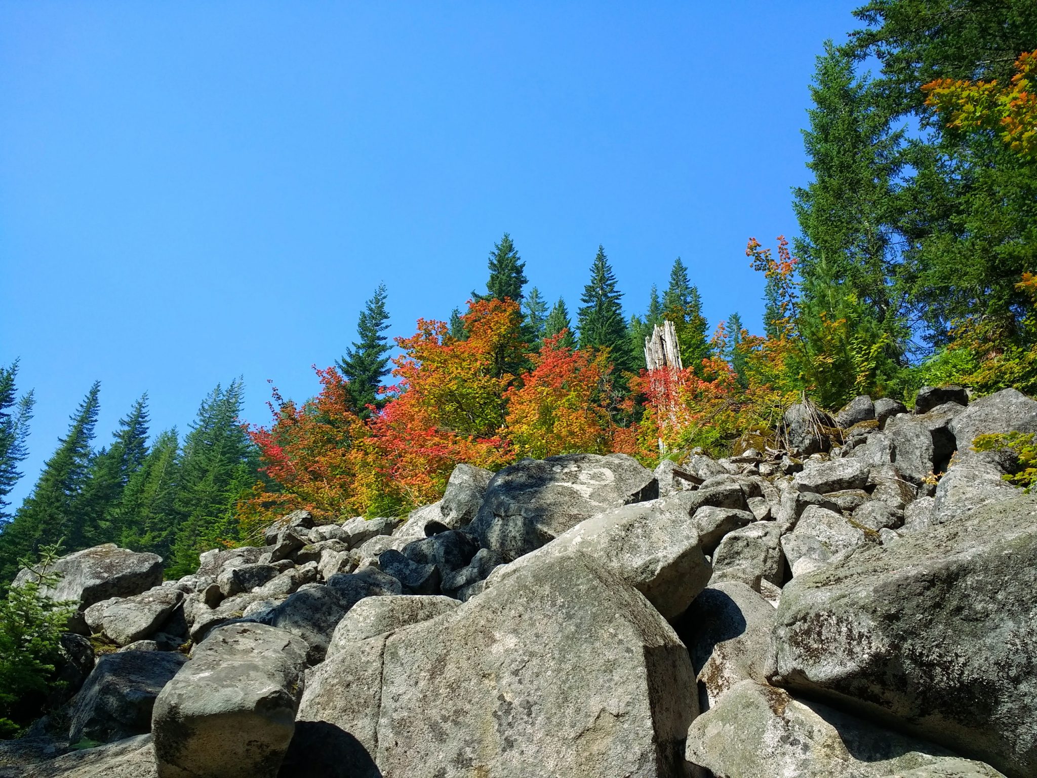 Looking up at a boulder field on the Talapus lake hike, there are fall color shrubs against evergreen trees and a blue sky