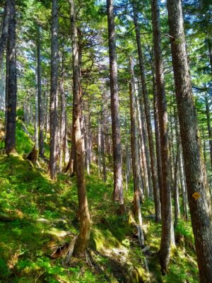 Sunlight filters through a forest high on Deer mountain in Ketchikan Alaska.