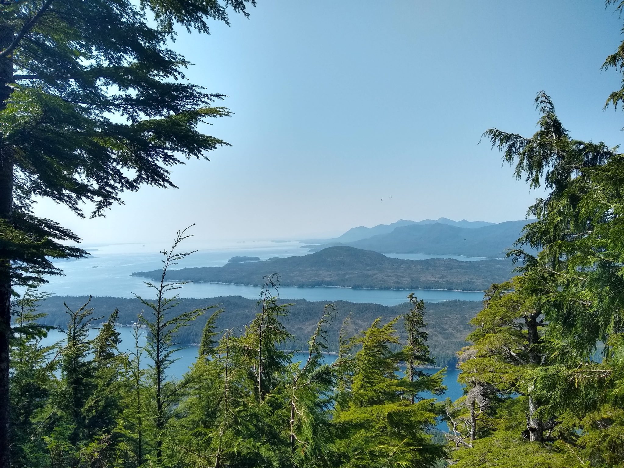 Several mountain islands covered in Evergreen trees are surrounded by blue water and framed in the foreground by evergreen trees on a hike in Ketchikan Alaska