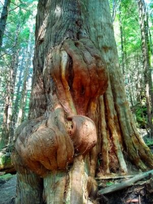 A large old growth tree fills the frame. It has a bulging section on the side. It is surrounded by a forest canopy