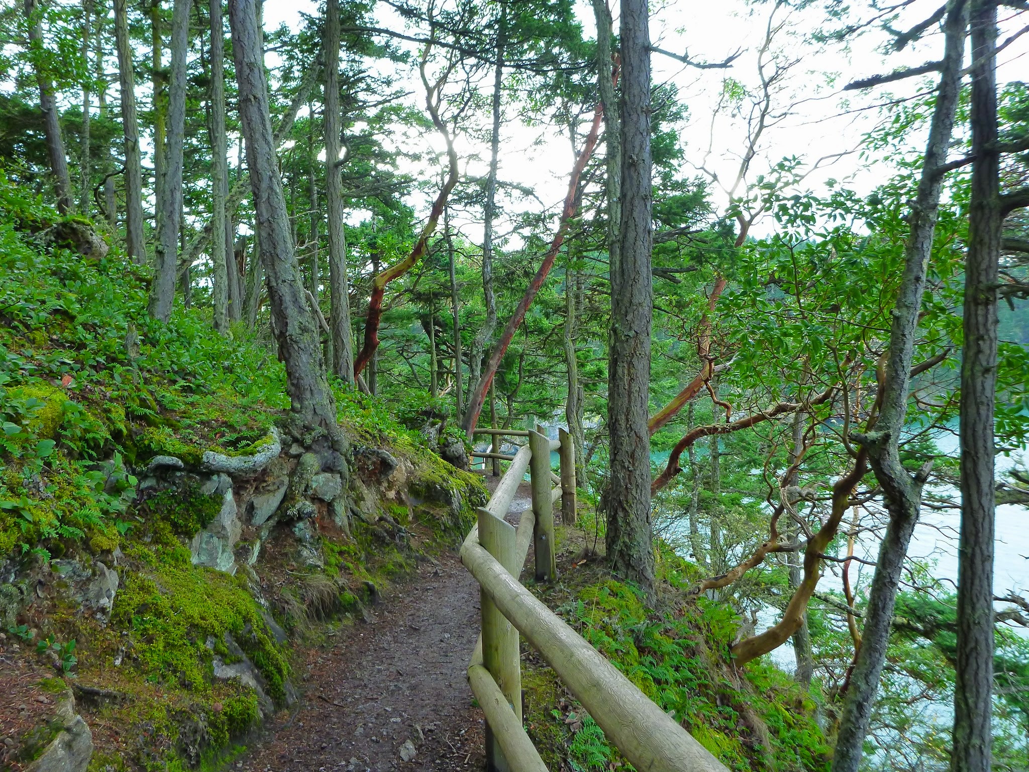 Trees are along the sides of a trail on a bluff. There's a wooden railing and water can be seen through the trees