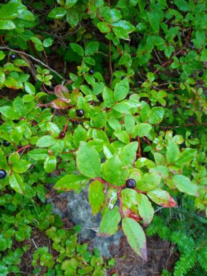A bright green berry bush with dark blue berries on it. The leaves of the berry bush are tinted with red and the leaves are wet and shiny