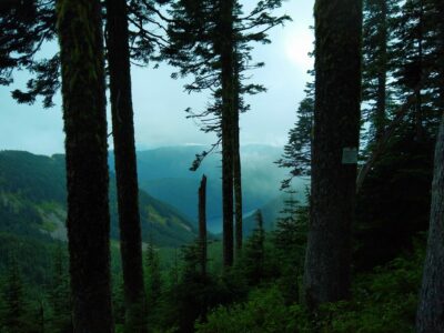 Tall trees in a foggy forest. Between the trees forested hillsides are visible and a distant lake