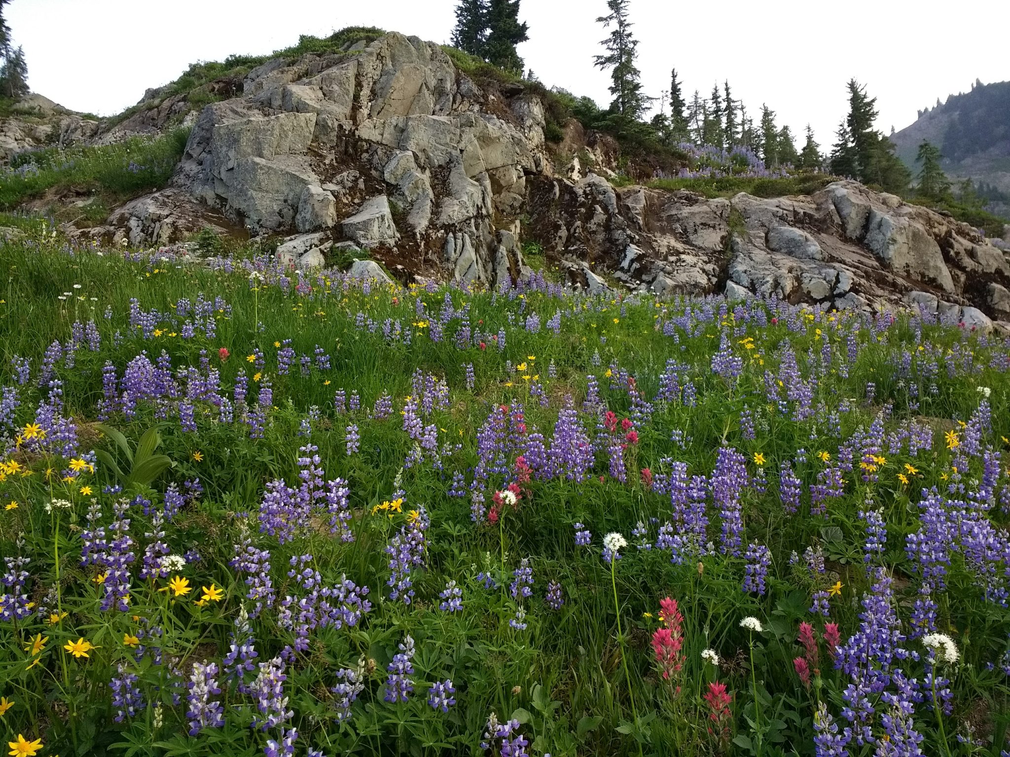 Naches loop trail hike in Mt Rainier National Park has many fields of wildflowers. Here there are purple, pink, yellow and white wildflowers and in the background a rocky cliff with evergreen trees on it.