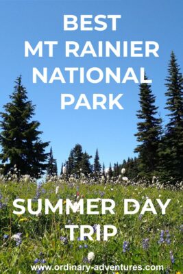 On a Mt Rainier summer day trip, wildflowers are in the foreground in a meadow with evergreen trees against a blue sky in the background