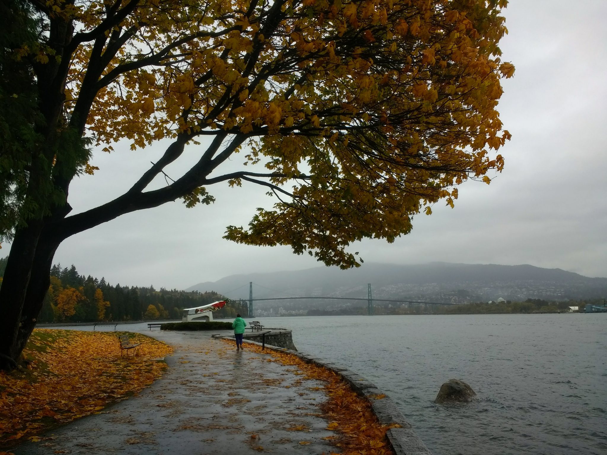 A paved trail along the water under a tree with yellow fall leaves. Many of the trees leaves are already on the ground. It's foggy and raining and a suspension bridge is visible in the distance