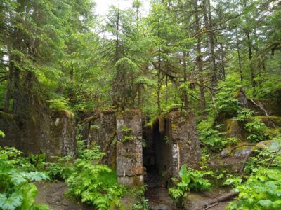 A concrete ruin is covered in lush temperate rainforest plants and trees