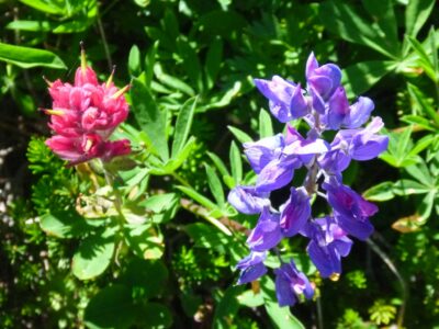 A purple and a magenta wildflower close up against green bushes