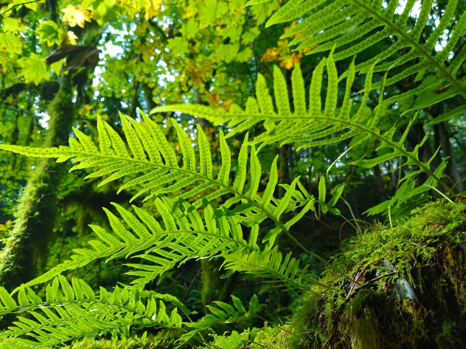 A close up of the bottom of bright green ferns and moss in the forest.