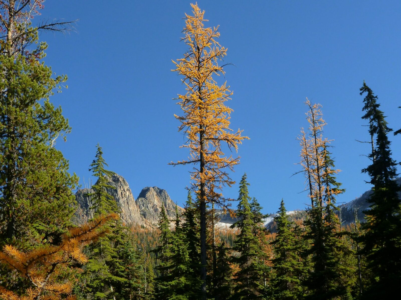 A single golden larch is surrounded by evergreen trees and more larches in the distance against the mountains