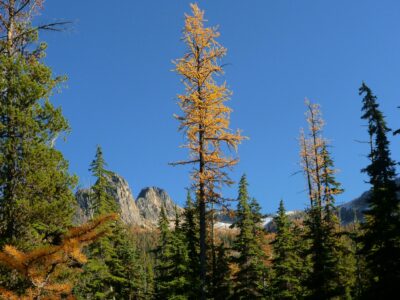 A single, golden larch tree against a blue sky. It is surrounded by evergreen trees and has a few distance mountains behind it.