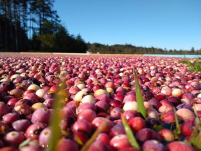 The foreground is a close up of red and white cranberries floating in a bog. In the background a pond and trees are visible on a sunny day