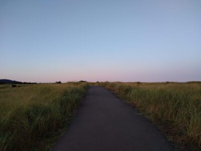 A paved trail in the middle of the photo goes through tall grasses on each side at sunrise