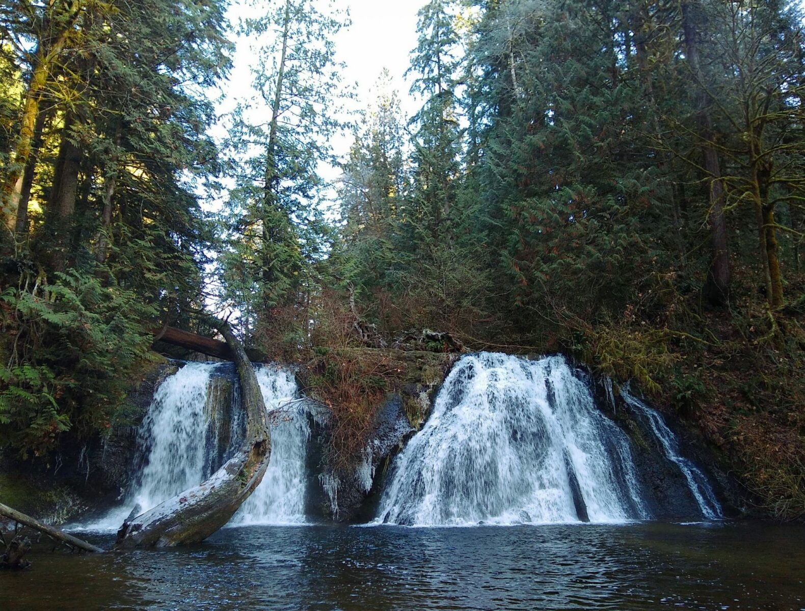 At the end of the Cherry Creek Falls hike is gorgeous Cherry Creek Falls. It has two sides that plunge over a rock into a pool below. The waterfall is surrounded by evergreen trees and ferns.