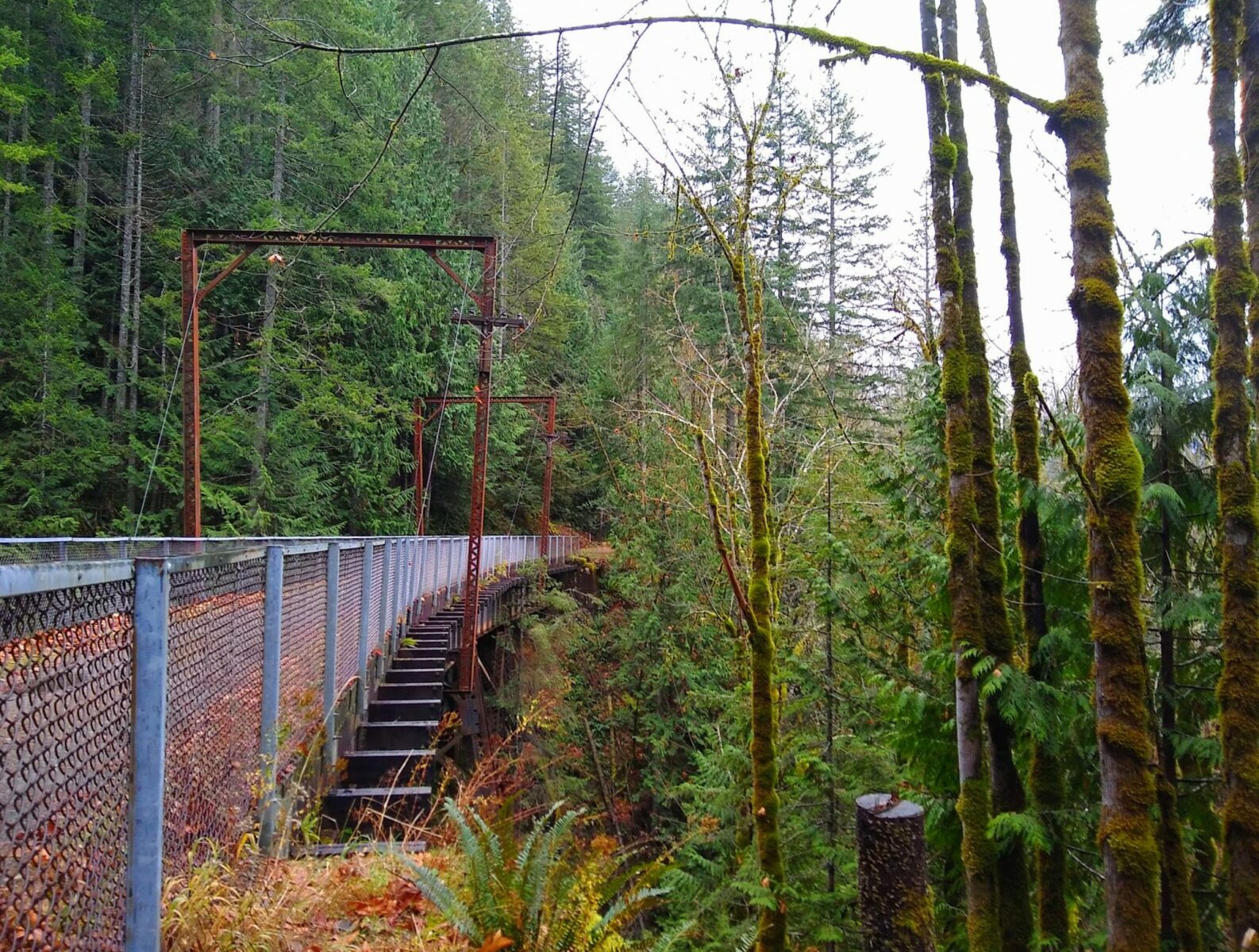 A converted trail bridge to a trail over a steep ravine covered with trees, ferns and moss.