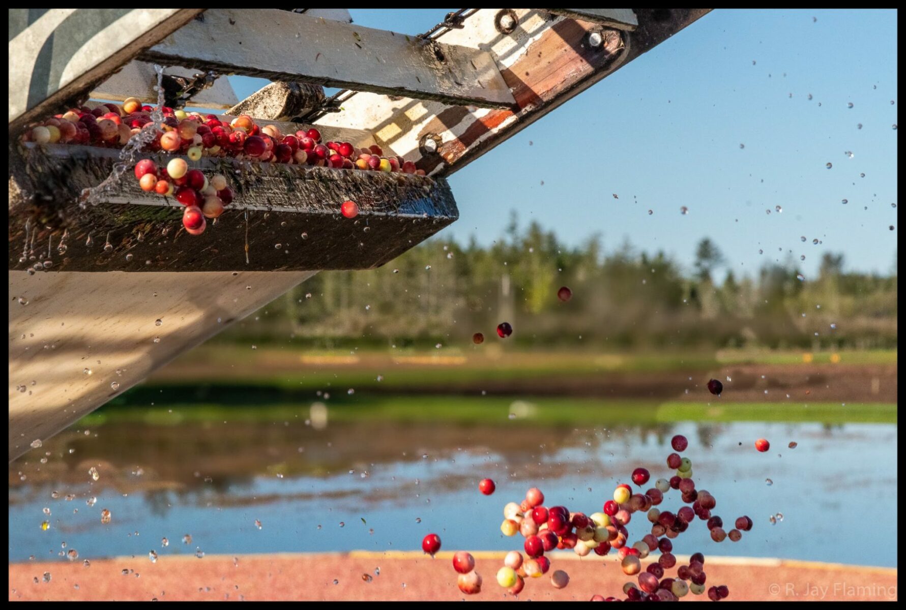 farm equipment drops bright red cranberries into a crate for transport to market. In the background a flooded Washington cranberry bog is seen on a sunny day