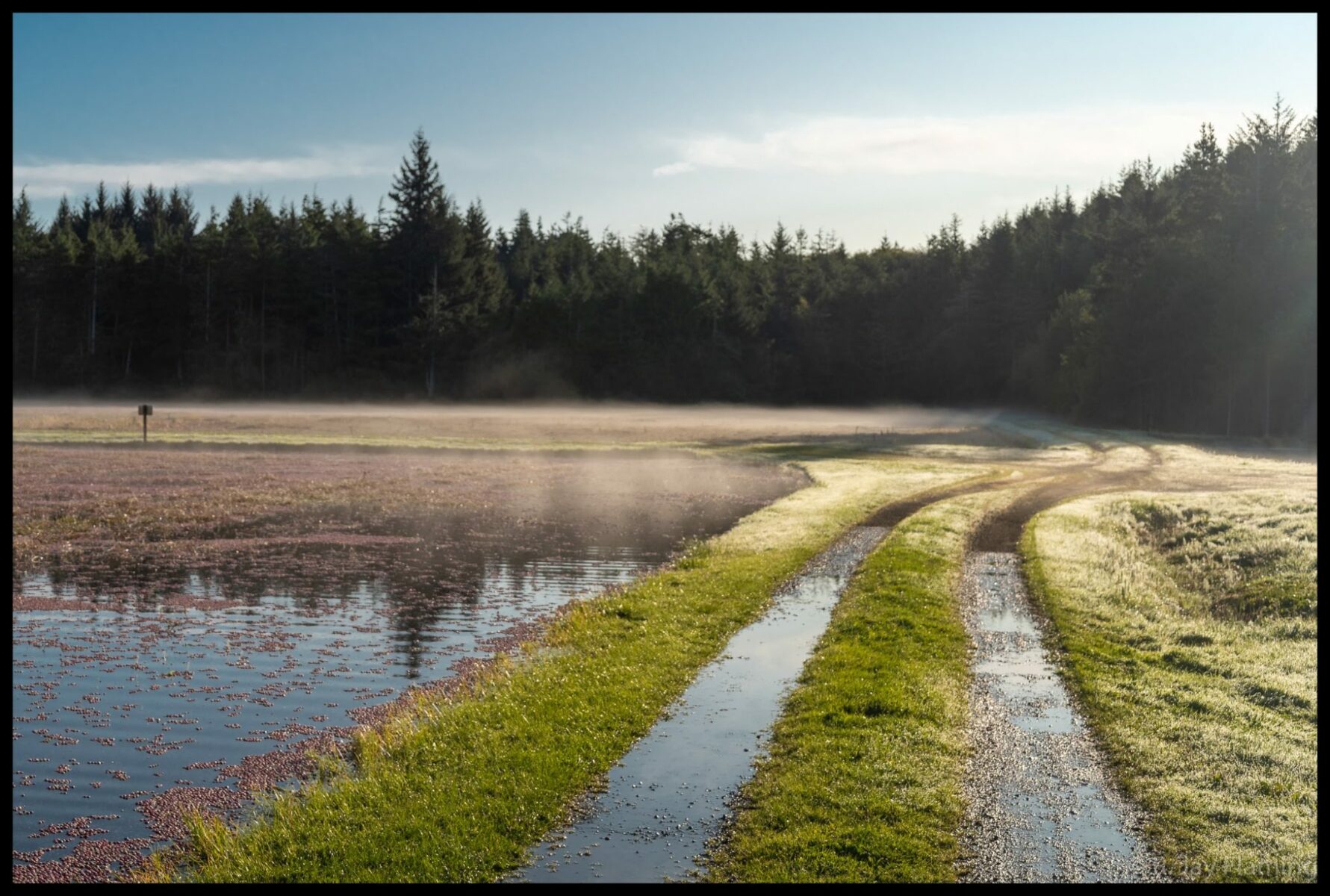 Mist settled along the top of a flooded cranberry bog early in the morning. There are two vehicle tracks alongside it and forest in the distance.