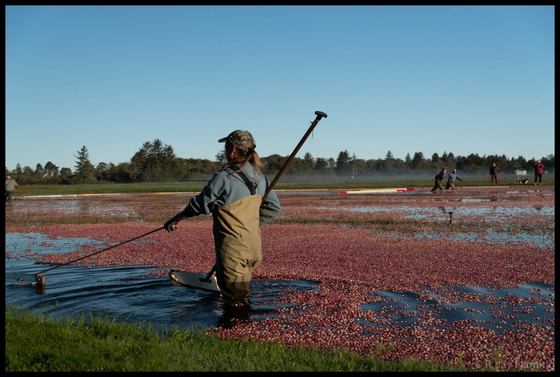 cranberries floating on the surface of the bog. They are being gathered behind a boom. It's a sunny day and there is forest in the distance