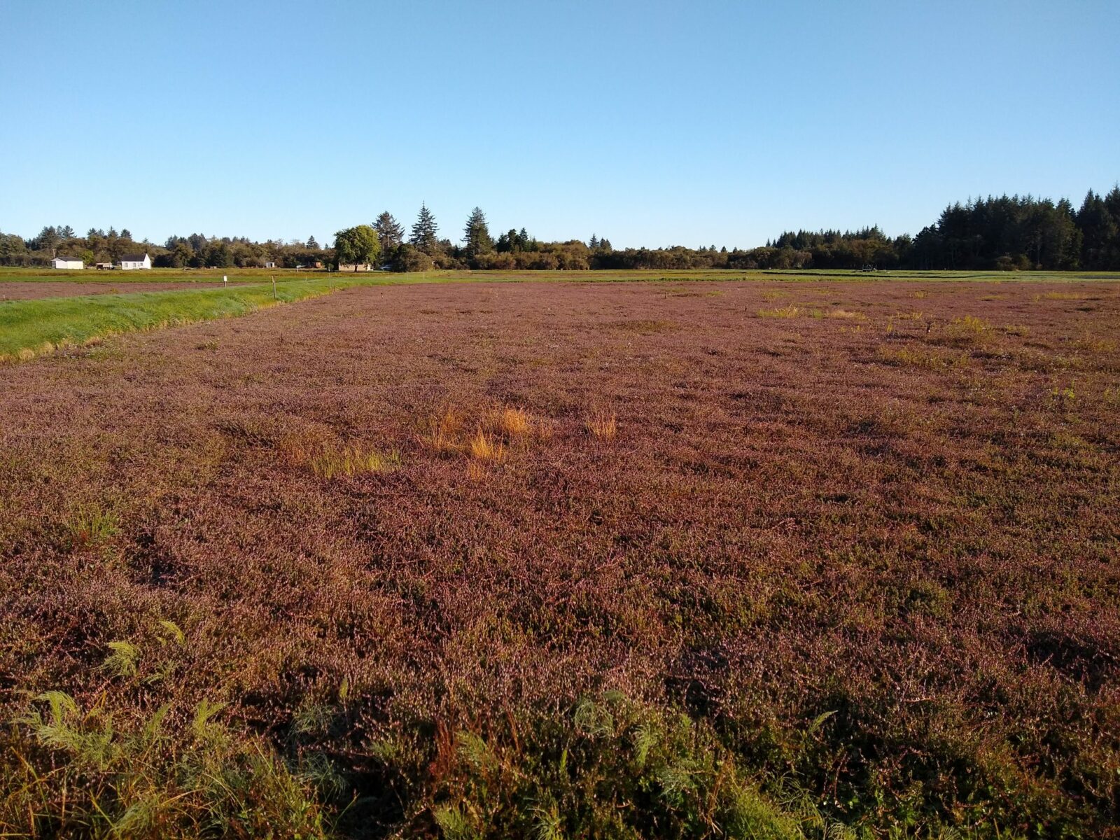 A dry cranberrry bog, with slightly reddish vines below green patches. It's a sunny day and there are evergreen trees in the distance