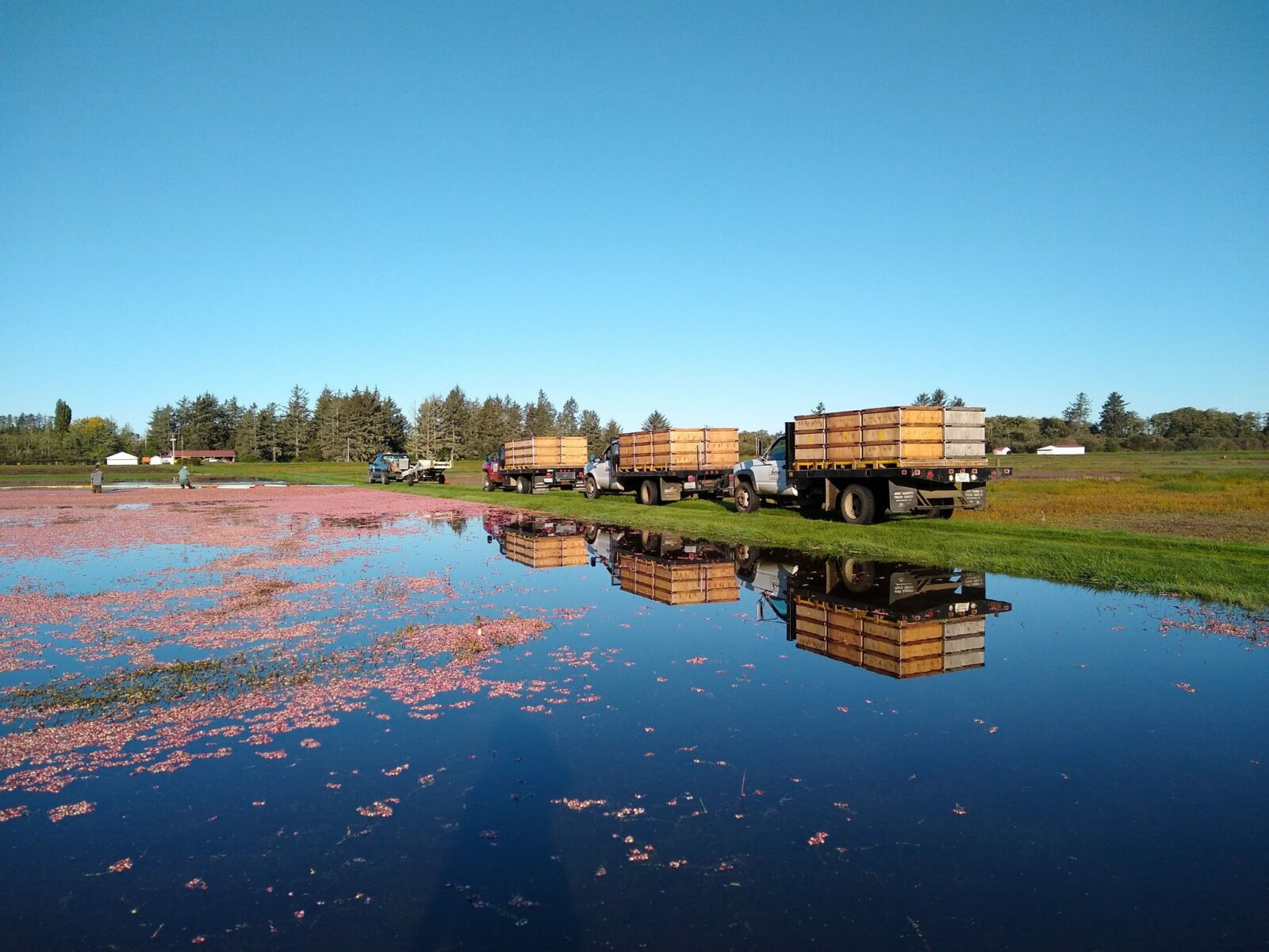 Flooded Washington cranberry bog being harvested. Cranberries are floating on the surface of the water and three large farm trucks are parked next to it