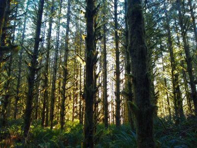 A forest with moss covering many of the trees. The early morning sun is filtering through the forest.