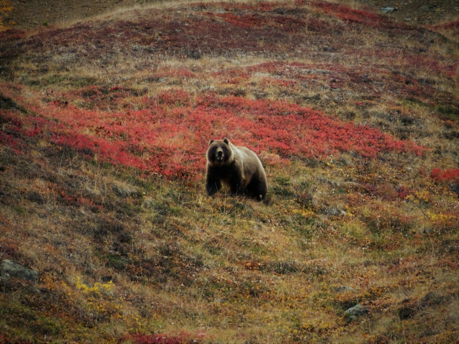 A grizzly bear is looking towards the camera. The bear is in a tundra with bright red fall colors on berry bushes