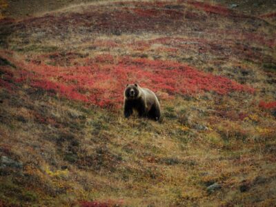 A grizzly bear on looks up from foraging for berries in Denali National Park. The bear is on a hillside with red fall colored berry bushes
