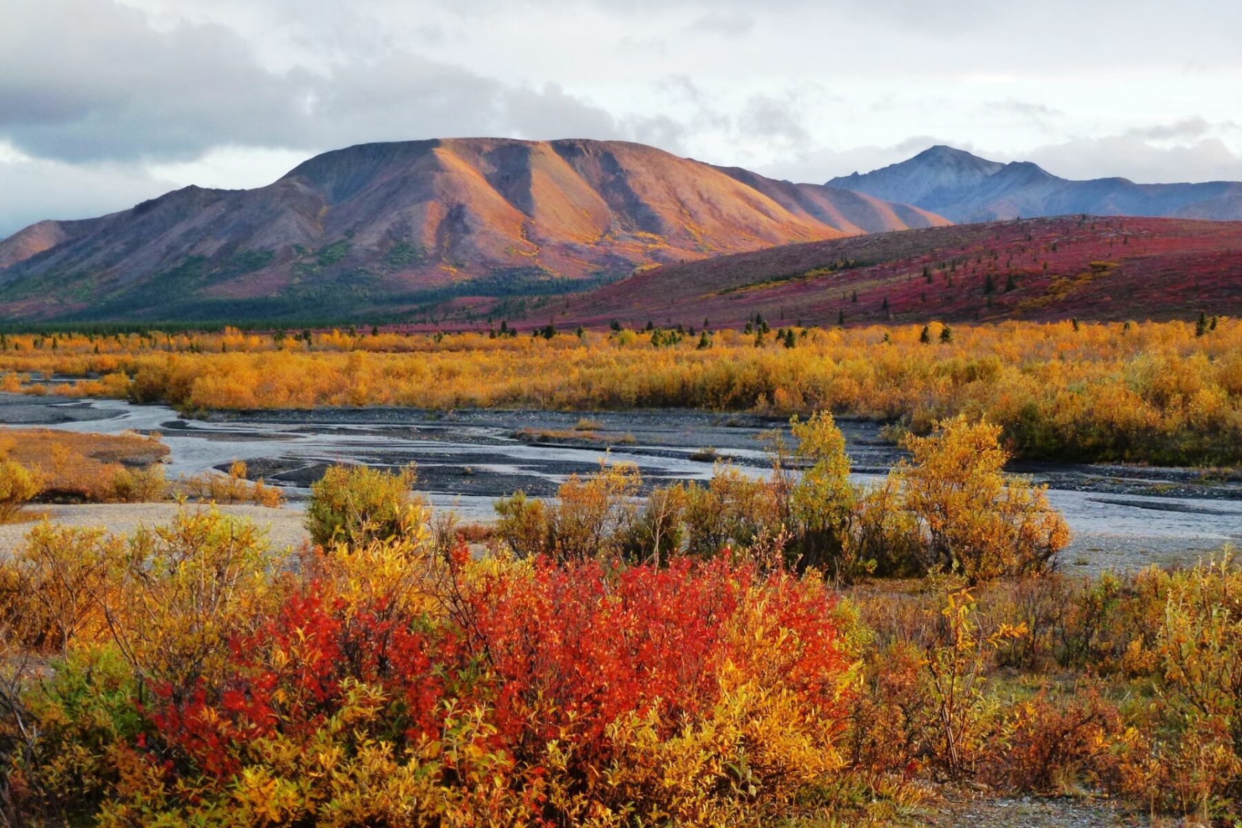 Sunset on fall colored shrubs and hillsides next to the Savage River Campground in Alaska's Denali National Park