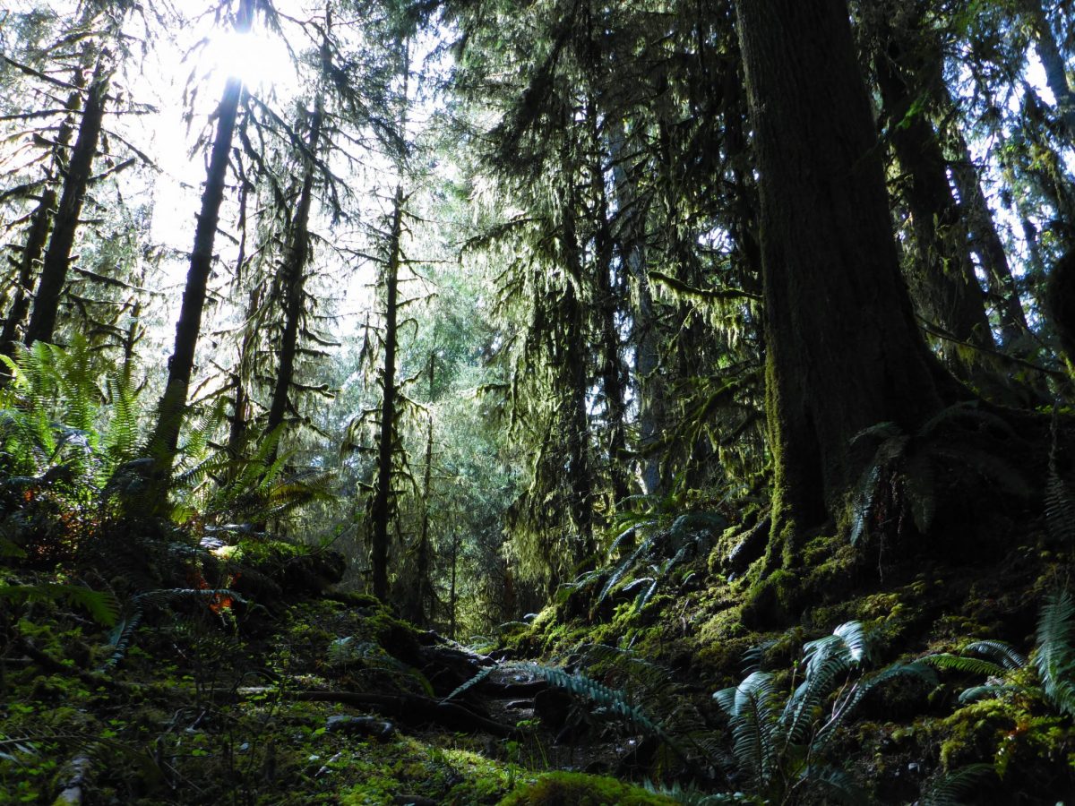 Old Growth trees abound in the dark and green Hoh Rainforest in Olympic National Park. Even on a sunny day the sun barely makes it past the giant trees and moss to the forest floor