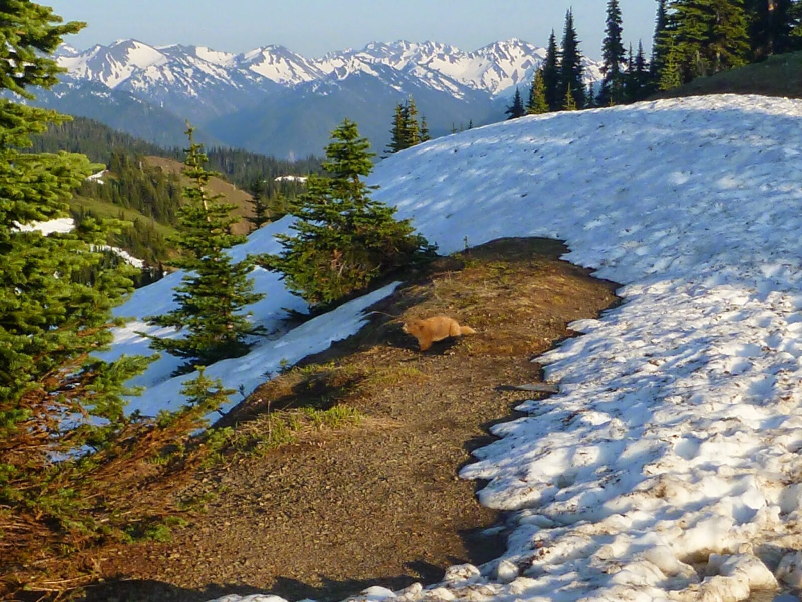 A light brown Olympic marmot next to a melting snowbank among the trees at Hurricane Ridge in Olympic National Park. There are high snow covered mountains in the distance