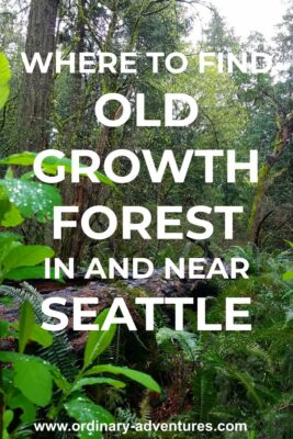 An evergreen tree on the forest floor surrounded by standing trees and green undergrowth in Seward park, one place to see Old growth forest in Seattle. Text reads: where to find old growth forest in and near Seattle