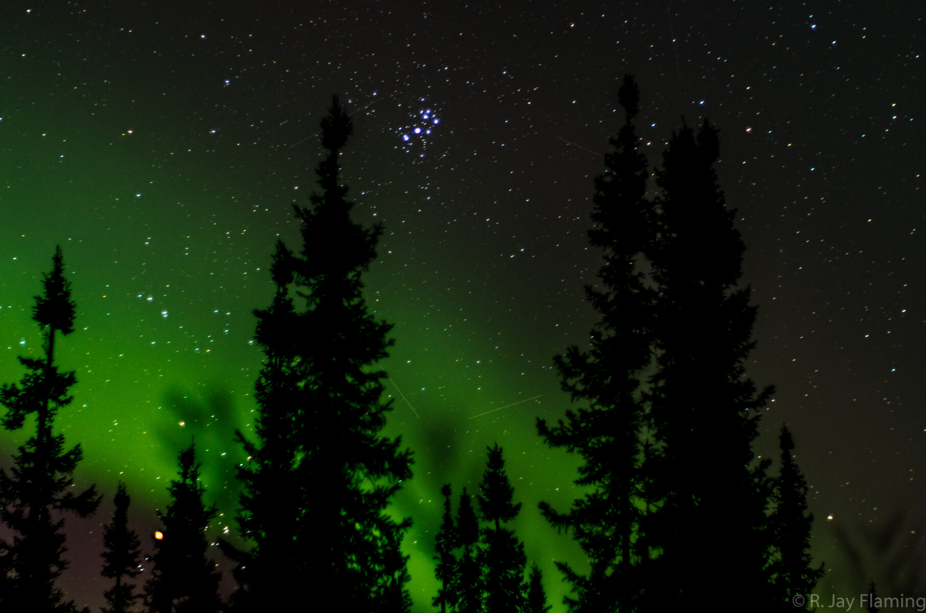 A display of green northern lights above black spruce trees against a background of stars in Fairbanks Alaska