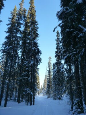 One of the best March activities in Fairbanks is cross country skiing. This  is one of the parts of the University of Alaska Fairbanks groomed trail system
