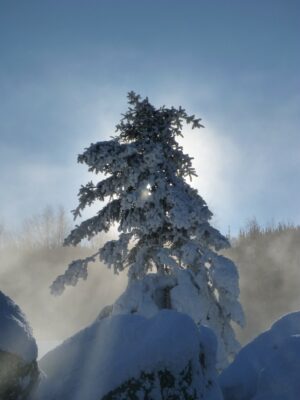 The hot water of Chena Hot Springs and the cold winter air of Fairbanks create steam and frost on the rocks and trees surrounding the hot pools