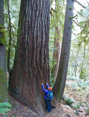 A hiker looks tiny next to an old growth Douglas Fir tree which we can only see the bottom of along a trail near Seattle