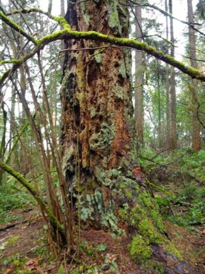 The chunky bark of an old growth Douglas Fir tree in Seattle's seward park