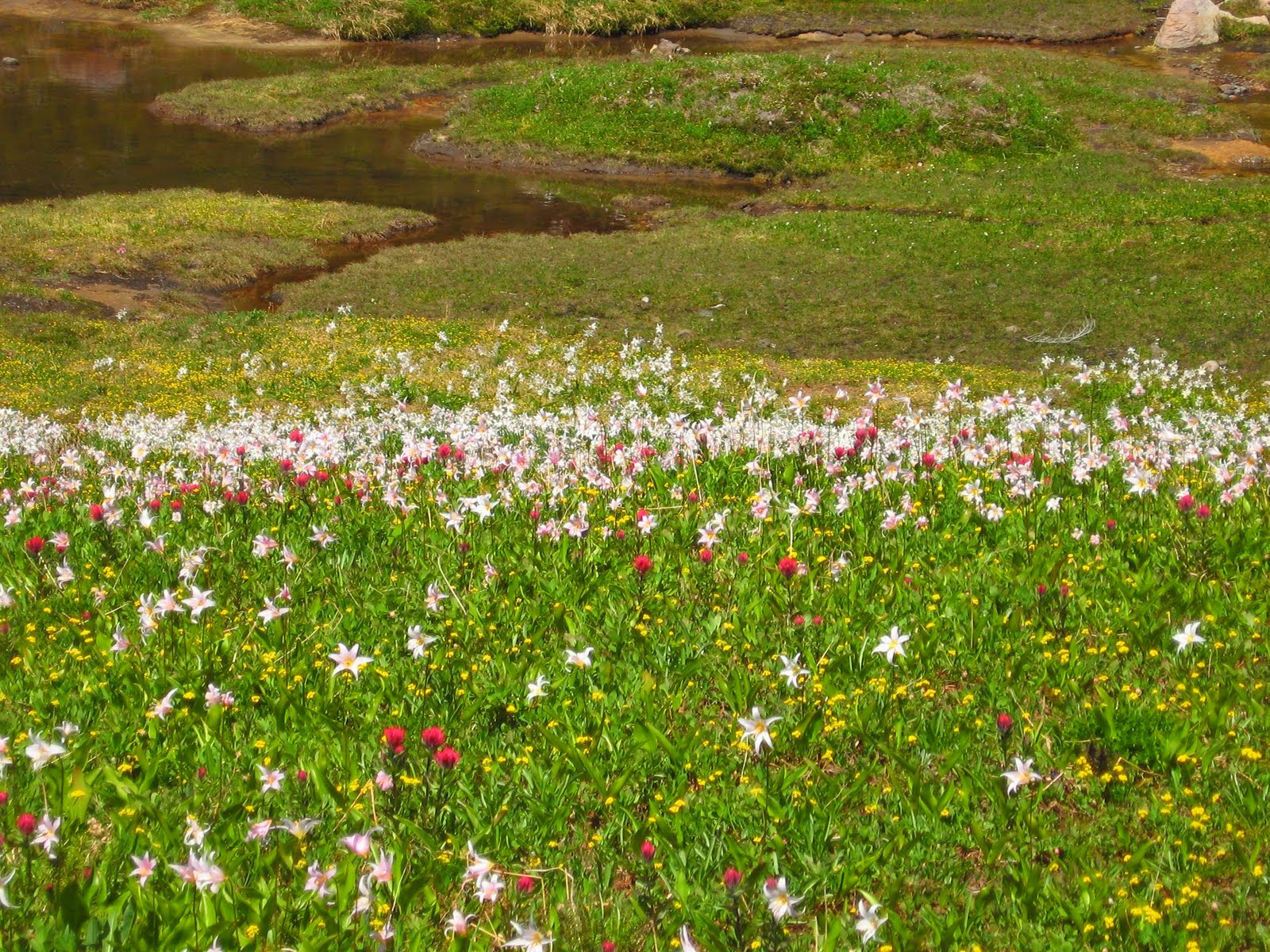 Lots of white, magenta and yellow wildflowers in a green meadow