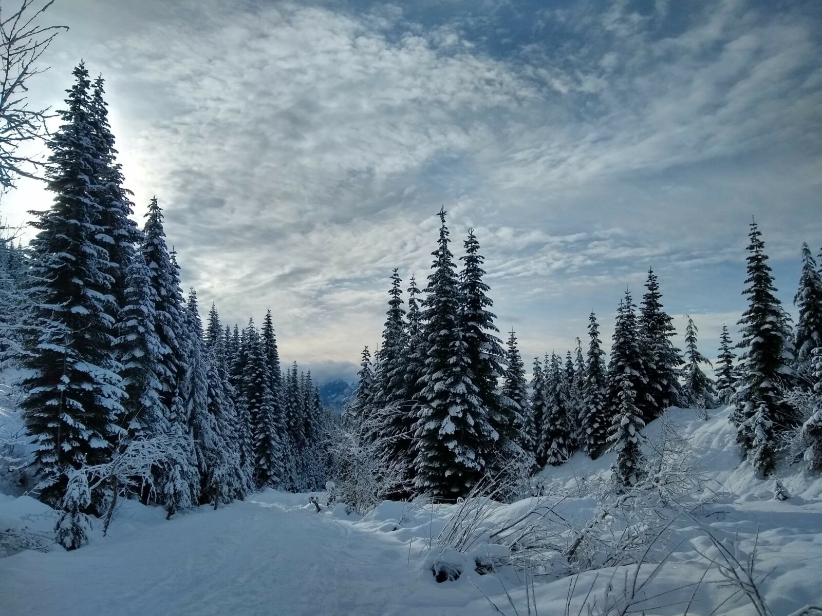 Snow covered evergreen trees along the side of a snow covered trail on a cloudy day. A snowshoe outing at Snoqualmie Pass is a great winter day trip from Seattle